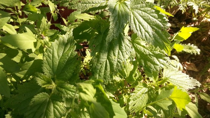 10 Weeds with Amazing Properties - Nettle