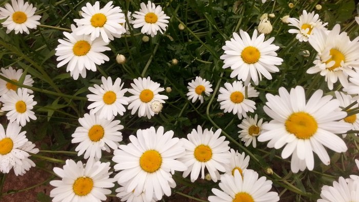 10 Weeds with Amazing Properties - Chamomile