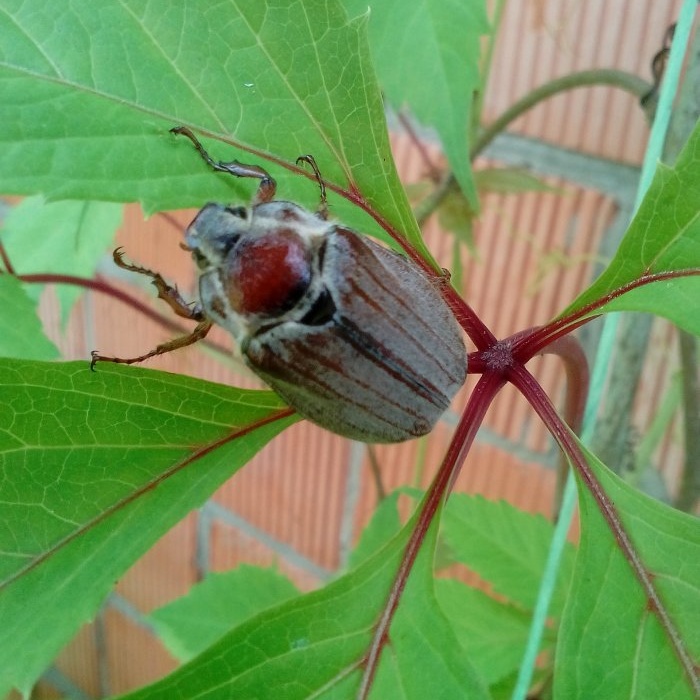 Top 5 unusual ways to use tea leaves in caring for indoor and garden plants