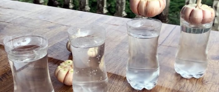 How to quickly and easily root garlic using a PET bottle