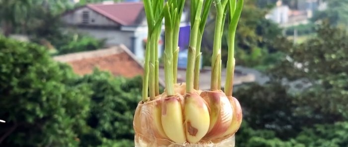 How to quickly and easily root garlic using a PET bottle