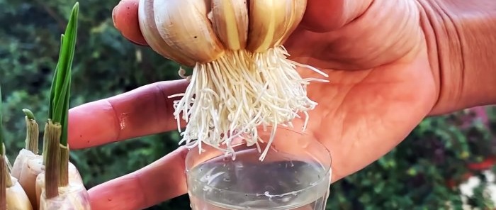 How to quickly and easily root garlic using a PET bottle