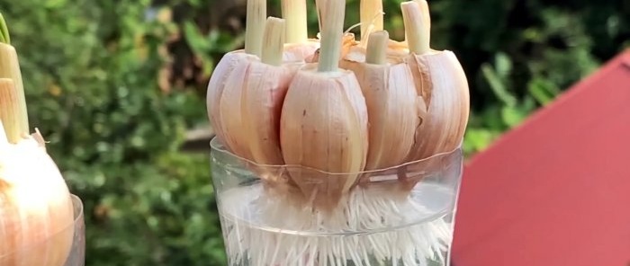 How to quickly and easily root garlic using a PET bottle