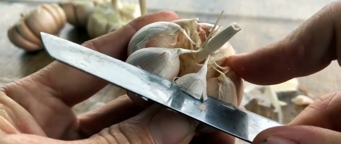 How to quickly and easily root garlic using a PET bottle