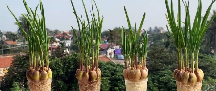 How to quickly and easily root garlic using a PET bottle