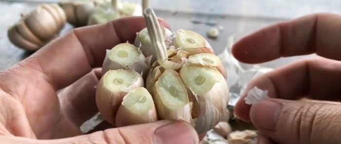 How to quickly and easily root garlic using a PET bottle