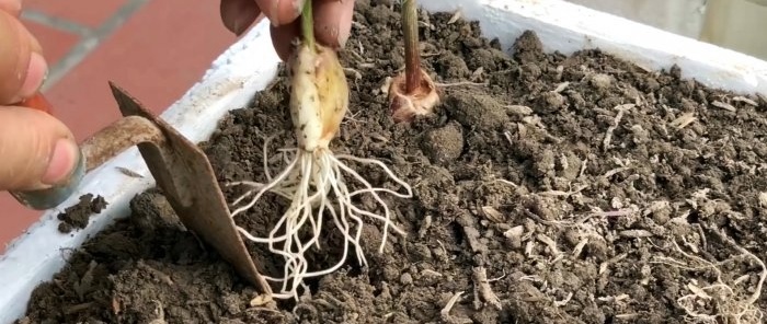 How to quickly and easily root garlic using a PET bottle