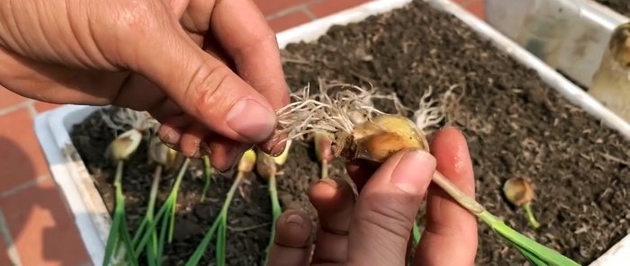 How to quickly and easily root garlic using a PET bottle