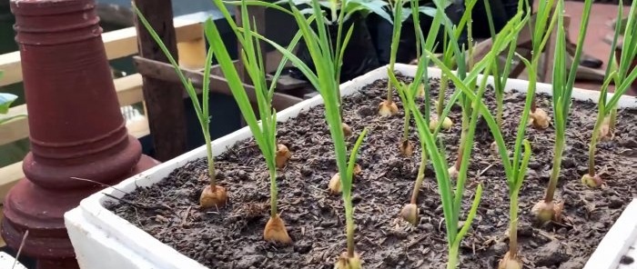 How to quickly and easily root garlic using a PET bottle