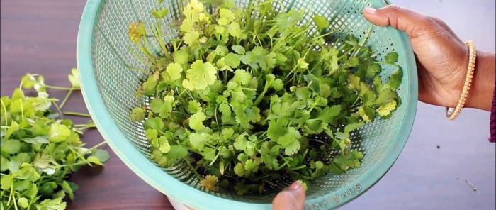 An easy way to grow coriander hydroponically on your windowsill