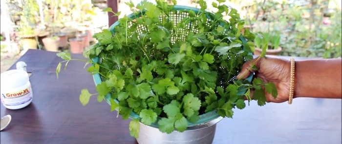 An easy way to grow coriander hydroponically on your windowsill