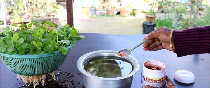 An easy way to grow coriander hydroponically on your windowsill