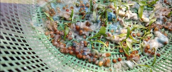 An easy way to grow coriander hydroponically on your windowsill