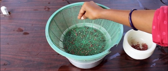 An easy way to grow coriander hydroponically on your windowsill