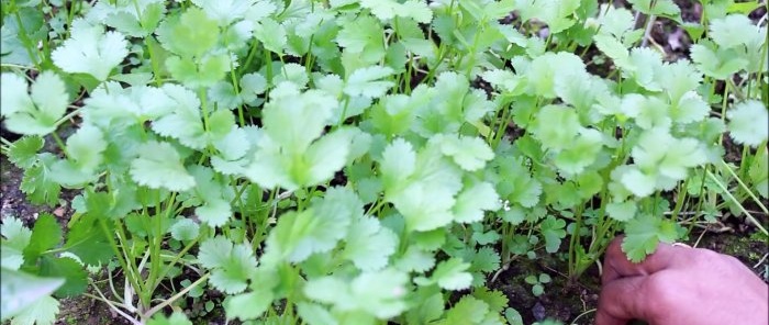 An easy way to grow coriander hydroponically on your windowsill