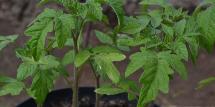 All the subtleties and secrets of properly planting tomatoes for seedlings