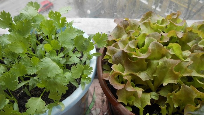 Growing leaf lettuce at home Full report from seed selection to results