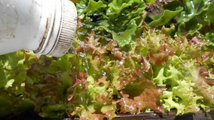 Growing leaf lettuce at home Full report from seed selection to results