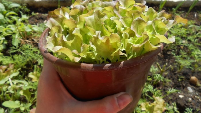 Growing leaf lettuce at home Full report from seed selection to results