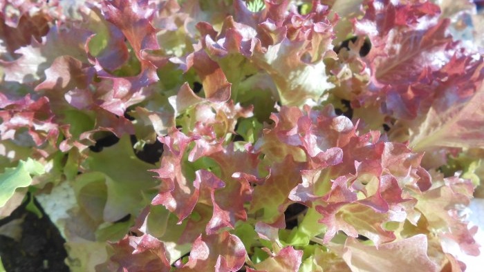 Growing leaf lettuce at home Full report from seed selection to results