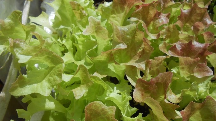 Growing leaf lettuce at home Full report from seed selection to results