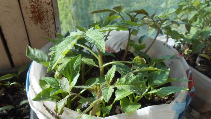 Life hack for gardeners Stimulating root formation of seedlings using succinic acid