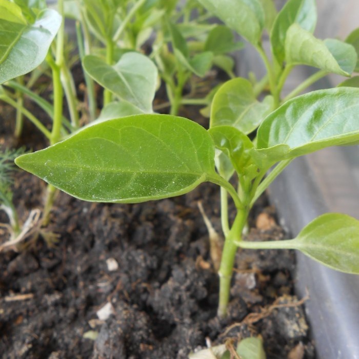 Life hack for gardeners Stimulating root formation of seedlings using succinic acid