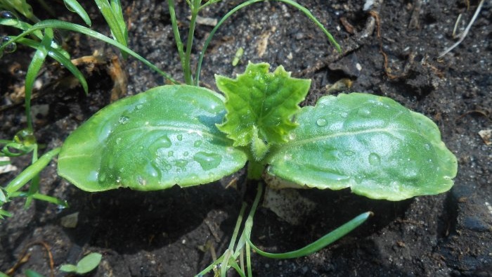 Life hack for gardeners Stimulating root formation of seedlings using succinic acid