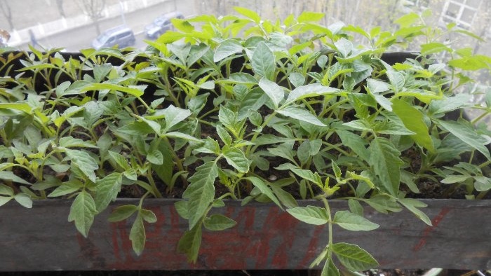 Life hack for gardeners Stimulating root formation of seedlings using succinic acid