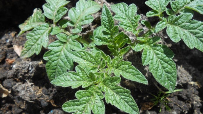 Life hack for gardeners Stimulating root formation of seedlings using succinic acid