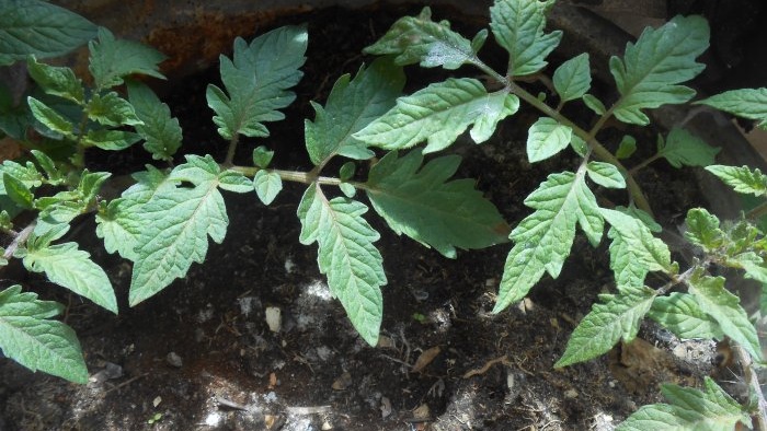 Life hack for gardeners Stimulating root formation of seedlings using succinic acid