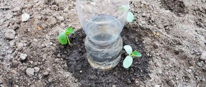 A root watering system made from a PET bottle will help plants and save you water.