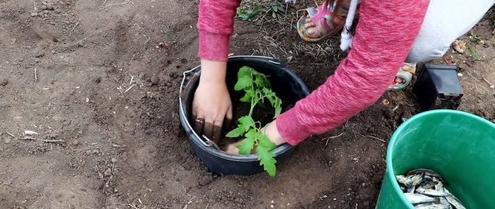 Know-how in planting tomatoes for a large harvest