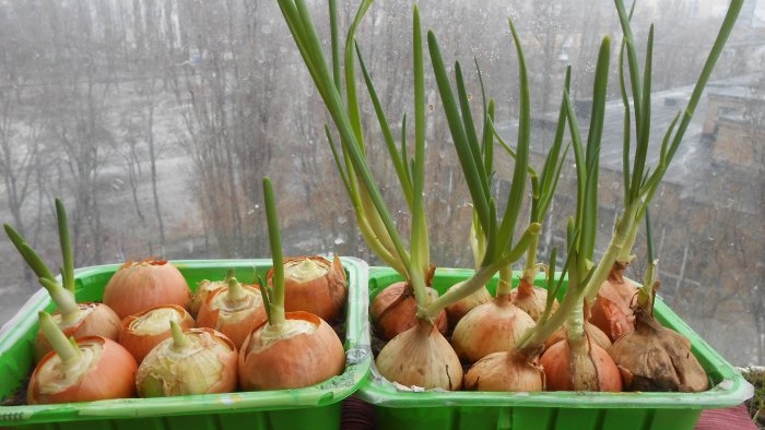 Piantare cipolle e aglio insieme per forzare le verdure