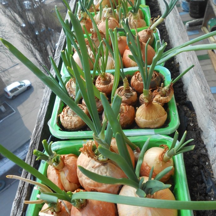 Piantare cipolle e aglio insieme per forzare le verdure