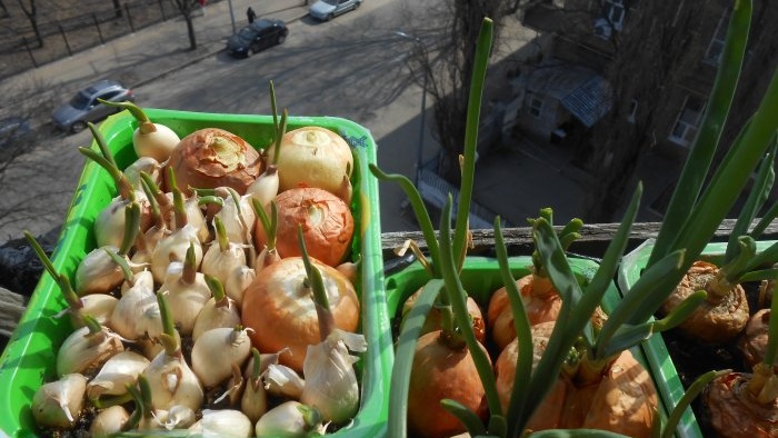 Piantare cipolle e aglio insieme per forzare le verdure