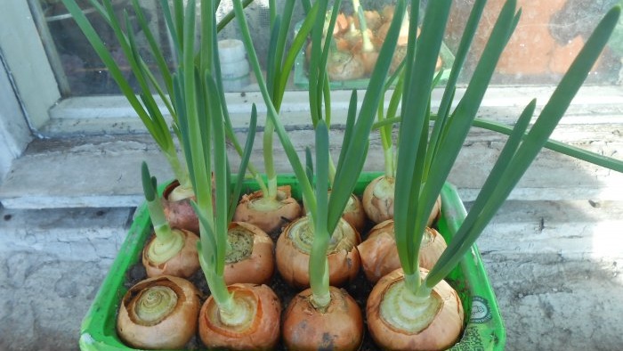 Piantare cipolle e aglio insieme per forzare le verdure