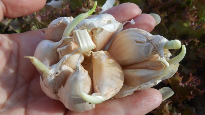 Piantare cipolle e aglio insieme per forzare le verdure