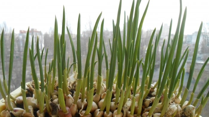 Piantare cipolle e aglio insieme per forzare le verdure