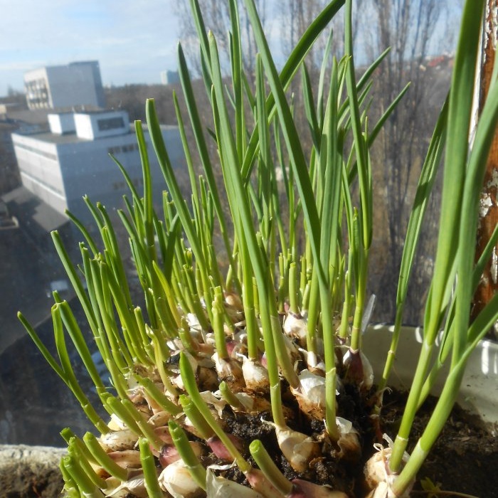 Piantare cipolle e aglio insieme per forzare le verdure