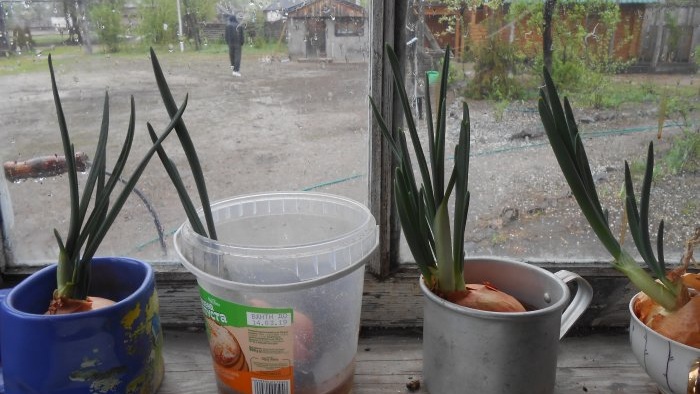 Piantare cipolle e aglio insieme per forzare le verdure