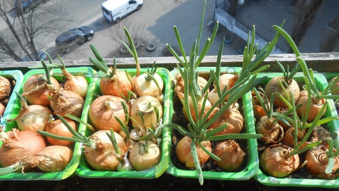 Piantare cipolle e aglio insieme per forzare le verdure