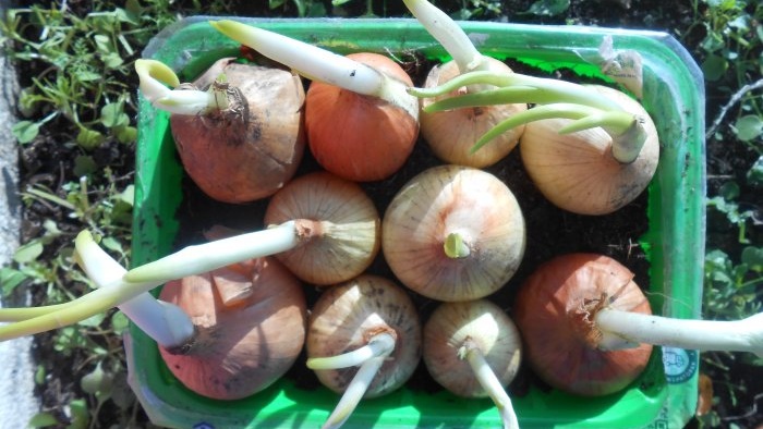 Piantare cipolle e aglio insieme per forzare le verdure