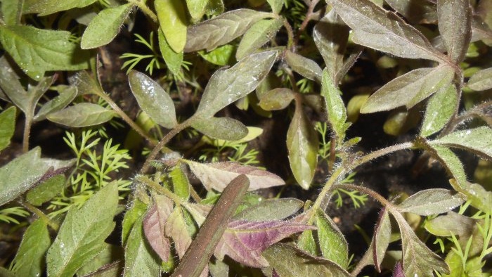 Comment éliminer le manque de phosphore des plants de tomates