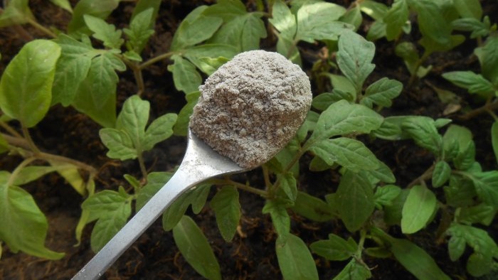 Comment éliminer le manque de phosphore des plants de tomates