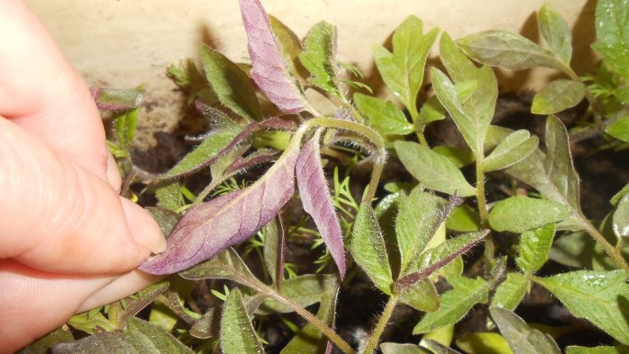 Comment éliminer le manque de phosphore des plants de tomates