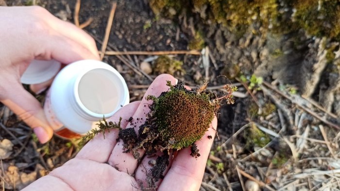 How to make a terrarium in a light bulb