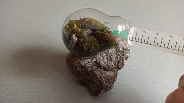 How to make a terrarium in a light bulb