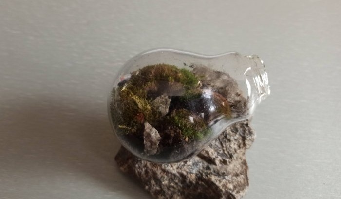 How to make a terrarium in a light bulb