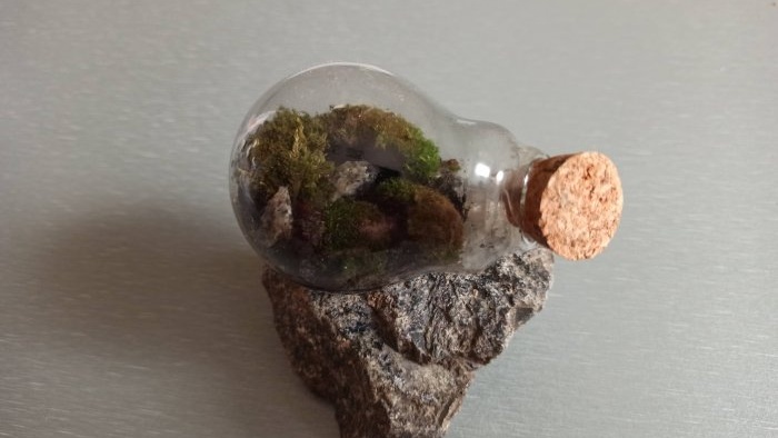 How to make a terrarium in a light bulb